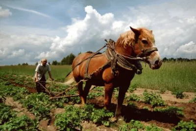 Work_Horse jigsaw puzzle