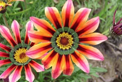 gazania