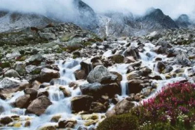 Valle de las Flores. Uttaranchal. India