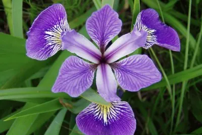 iris