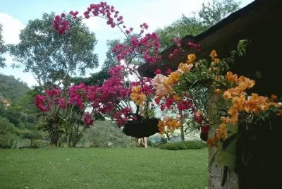flores