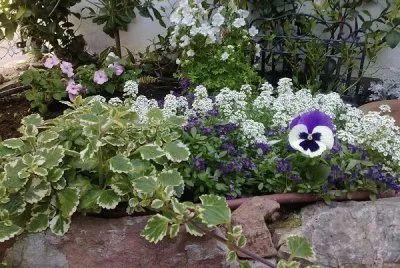 jardÃ­n jigsaw puzzle