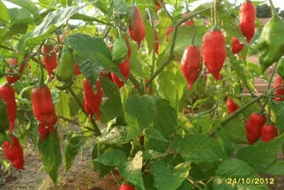 PÃ© de Pimenta