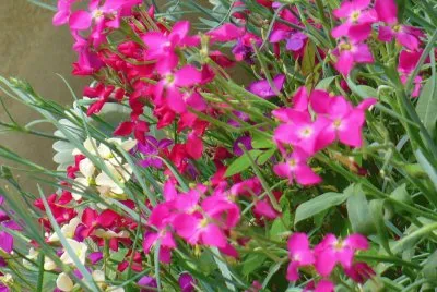 Spring flowers