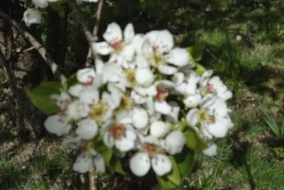 fleur