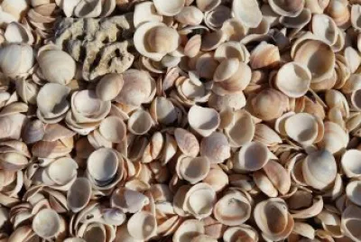 Shells Bay, Habonim beach, Israel