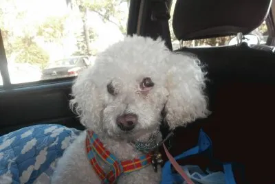 DAISY