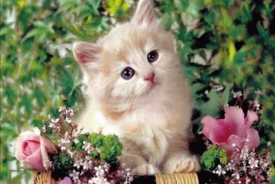 gatita