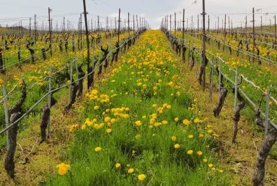פאזל של vigne