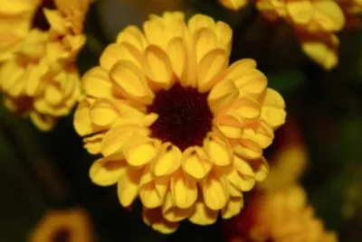 פאזל של Yellow