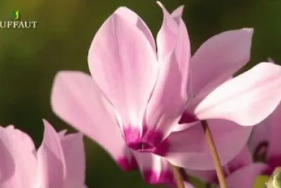 cyclamen