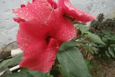 ACHIRA