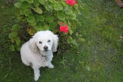 DAISY
