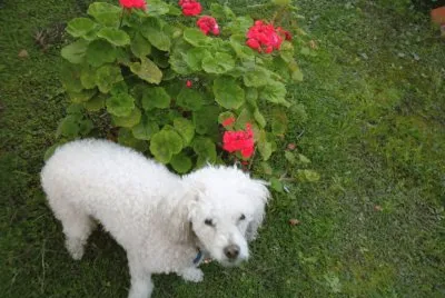 MASCOTITA