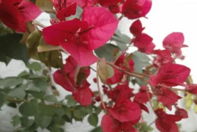 SANTA RITA