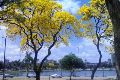IpÃªs Amarelos