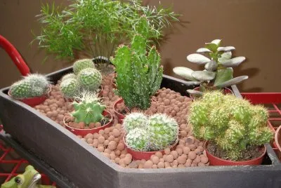 פאזל של minis cactus