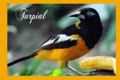 TURPIAL DE VENEZUELA