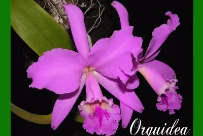 ORQUÃDEA DE VENEZUELA