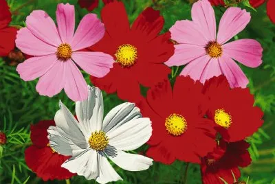 cosmos