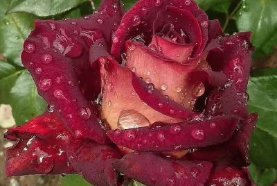 rose