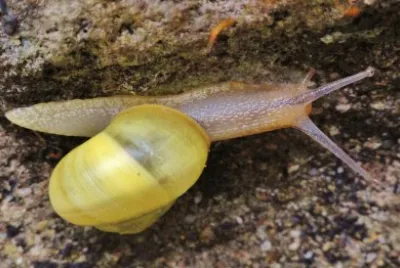 פאזל של escargot