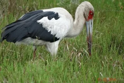 pelicano