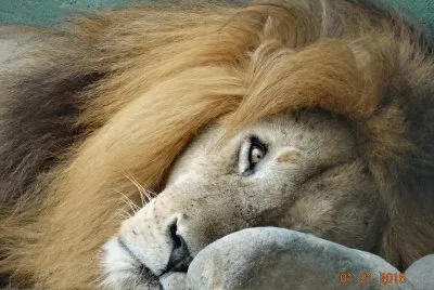 leÃ£o