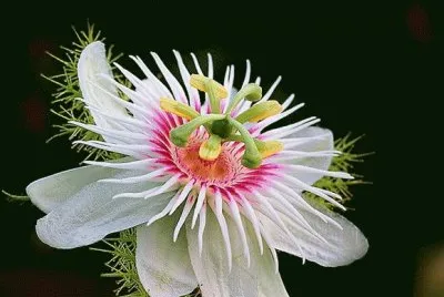 fleur de la passion