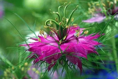 fleur