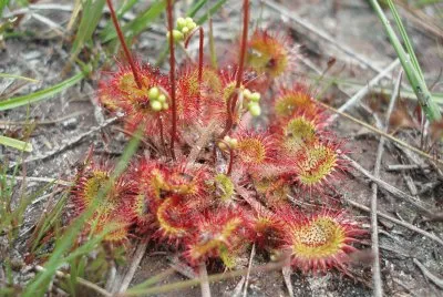 Plantes carnivores (East Belgium) jigsaw puzzle