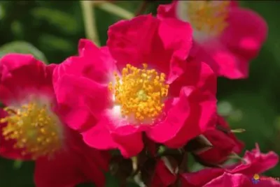 eglantine
