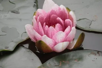 NÃ©nuphar - Malchamps (East Belgium)