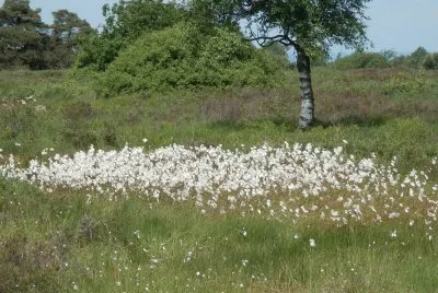 Wool Flowers (East Belgium)