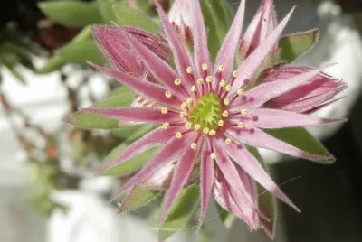Fleur de Joubarbe (Verviers-Belgium)