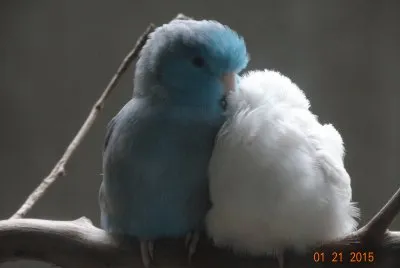 fofinhos