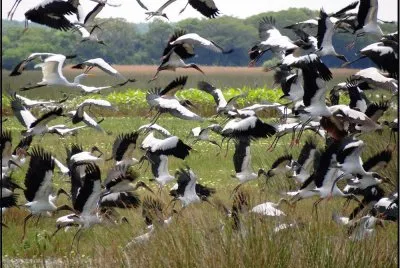 En MburucuyÃ¡. Corrientes. Argentina