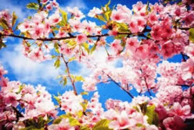 spring-86 jigsaw puzzle