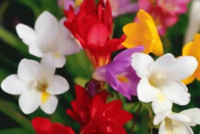fleurs
