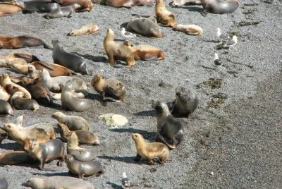LoberÃ­a en Puerto Madryn. Chubut. Argentina