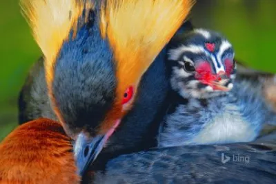 Horned Grebe carring its chick
