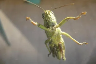 Un saltamontes visita mi ventana