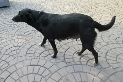 Perrita que me vino a saludar