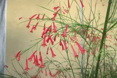 Flores que encontrÃ© por el camino y me detuve a fotografiar