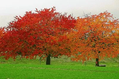 פאזל של automne