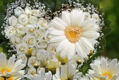 margaridas jigsaw puzzle