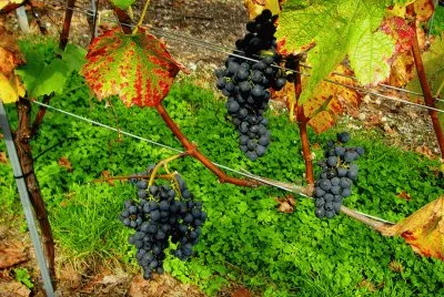 פאזל של vendanges