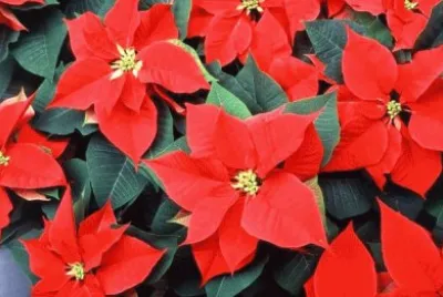 poinsettia