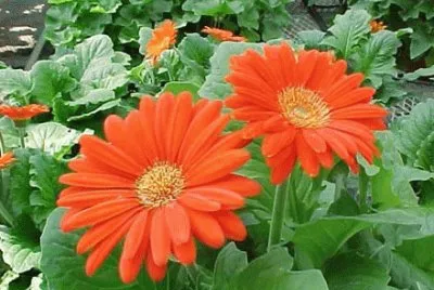 gerbera