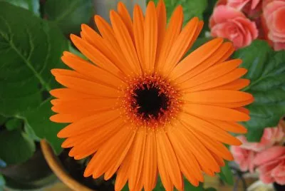gerbera